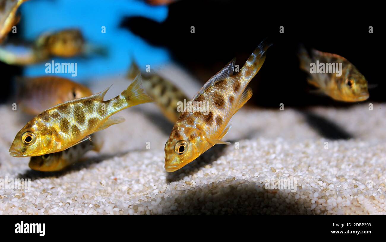 Giraffe hap Haplochromine Malawi cichlid fish - Nimbochromis venustus Stock Photo