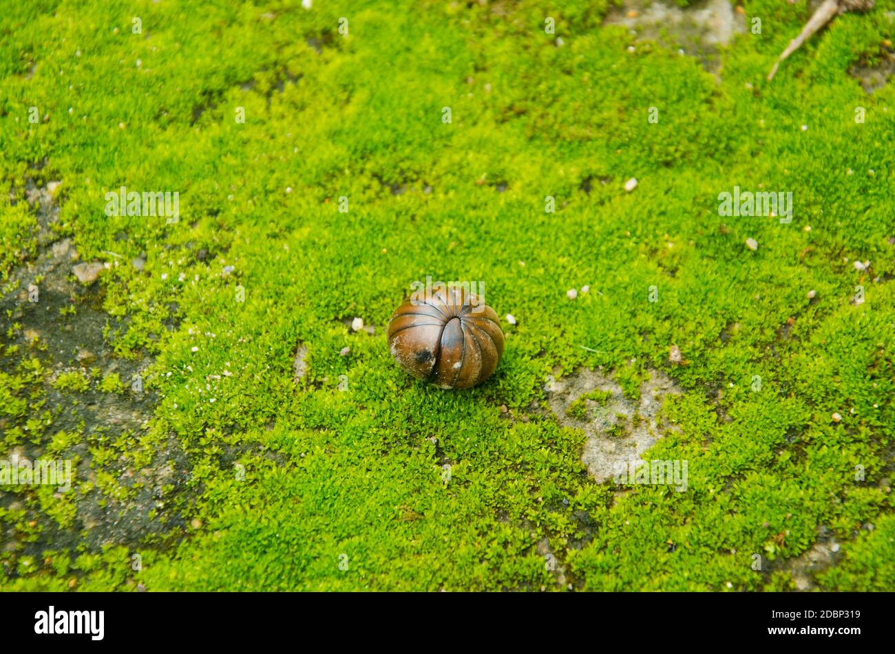 A pill bug rolled up the moss Stock Photo Alamy