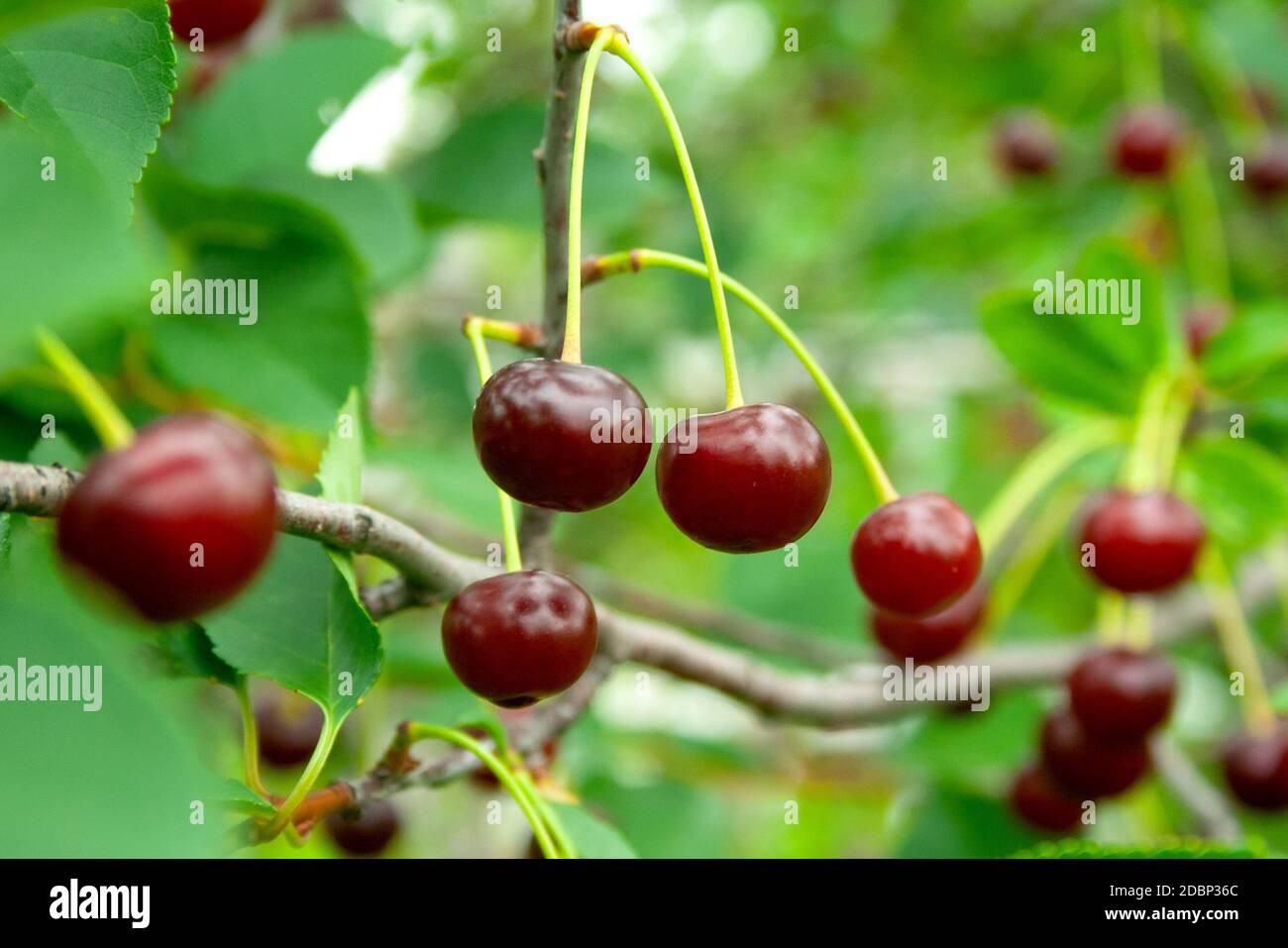 Rain definition hi-res stock photography and images - Alamy