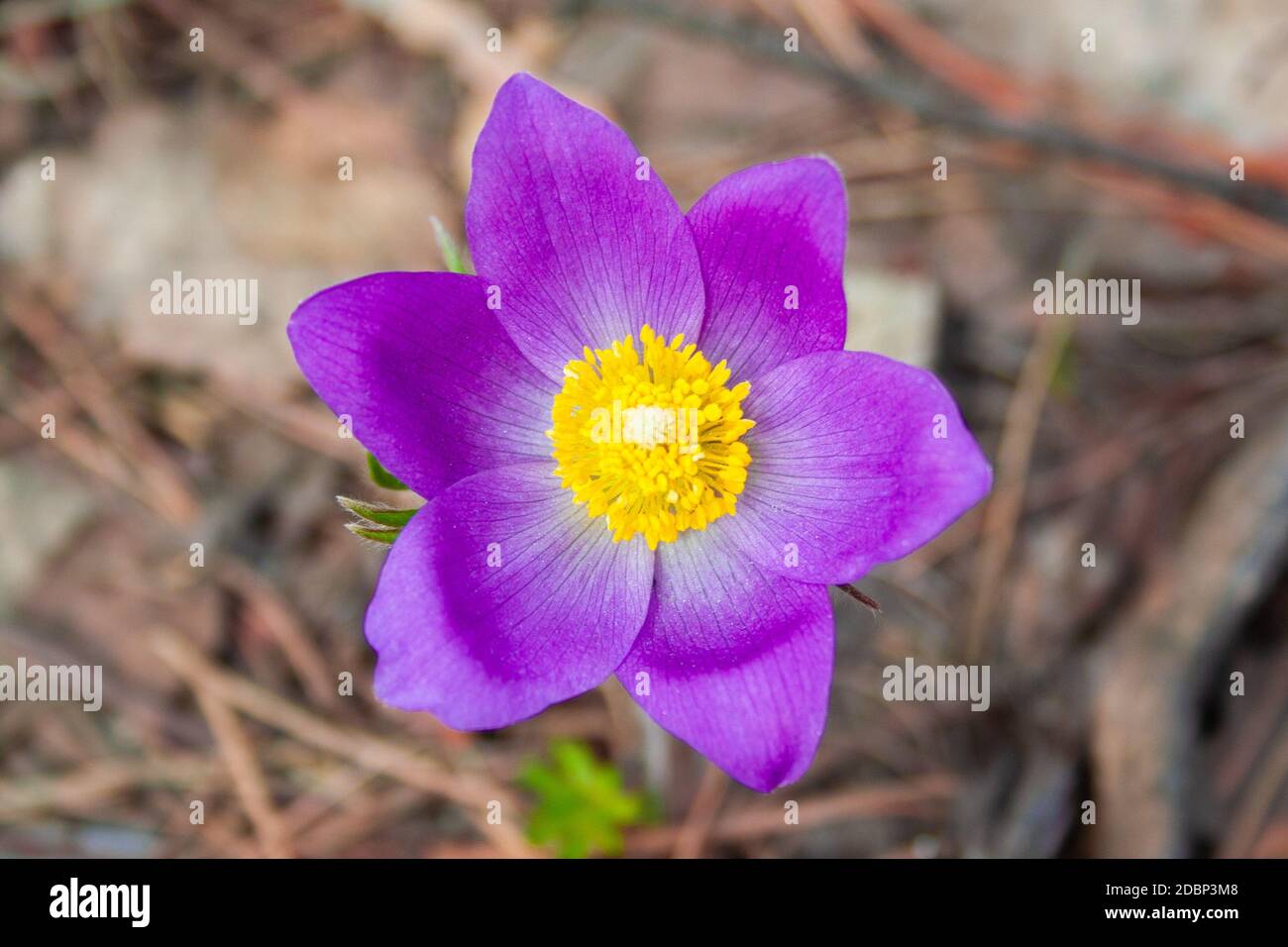 Beautiful spring purple flower pulsatilla grows in the forest at spring