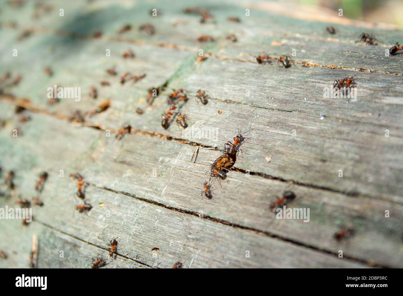 Many ants working together on fallen dry tree at sunny day un the