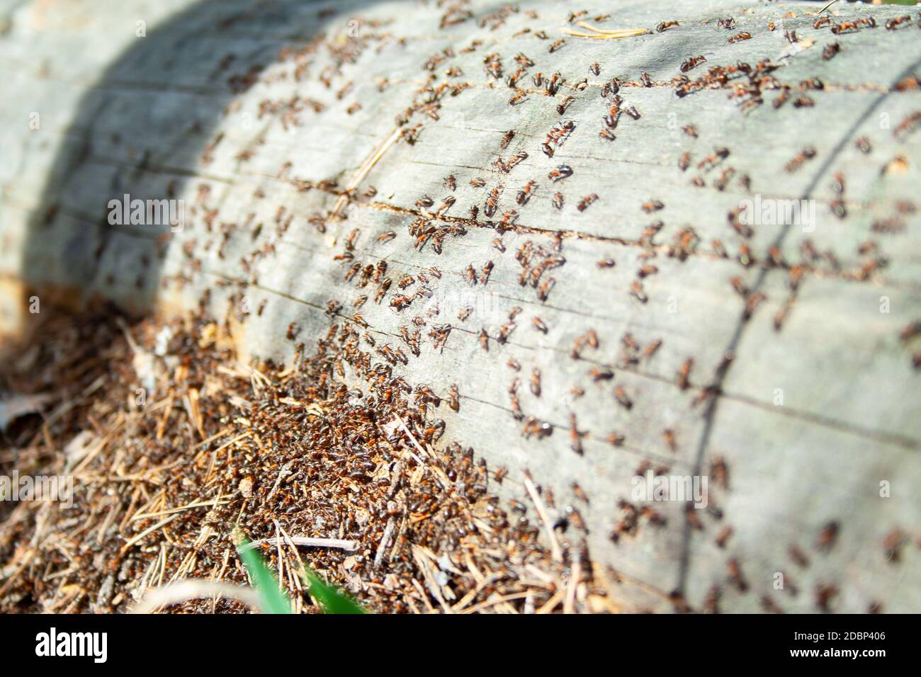 Many ants working together on fallen dry tree at sunny day un the