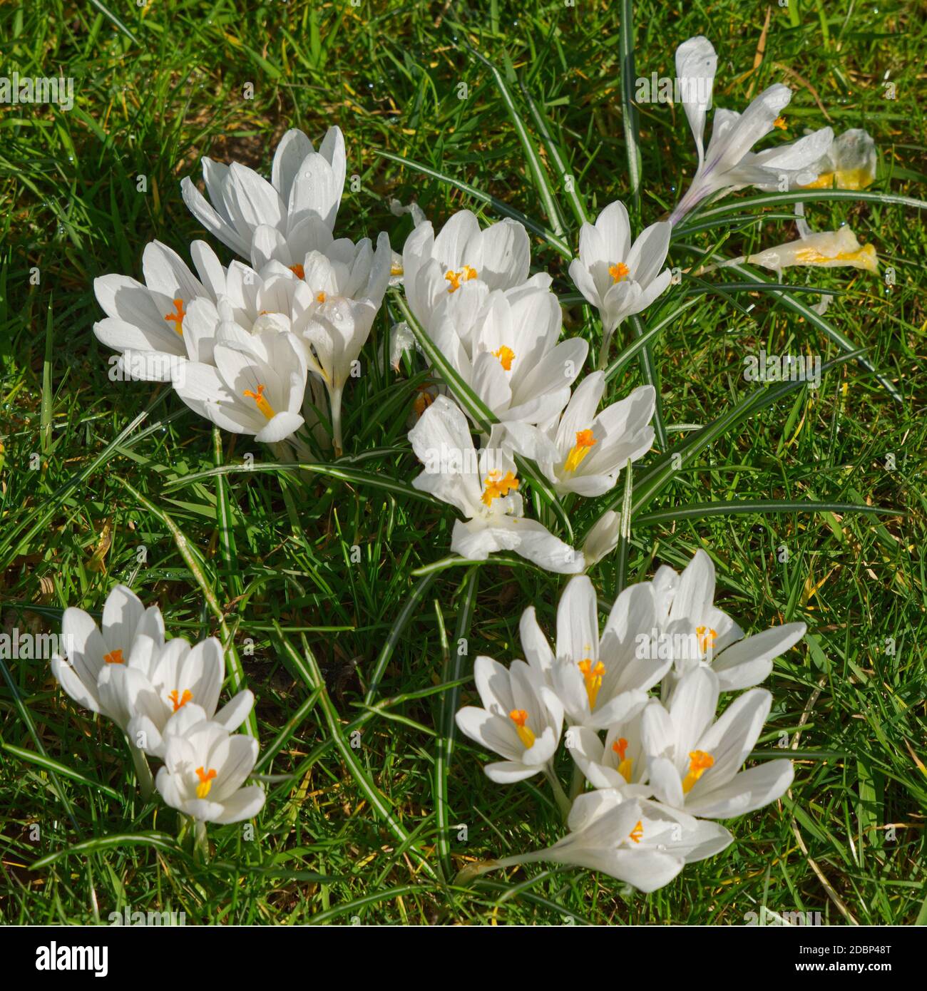 Crocus biflorus white flowers in grass, West Sussex, England Stock Photo
