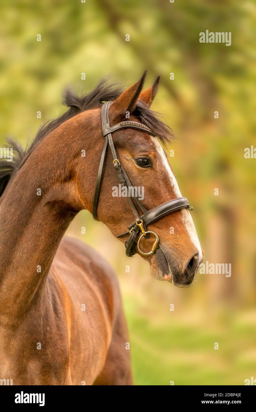 horse face side view