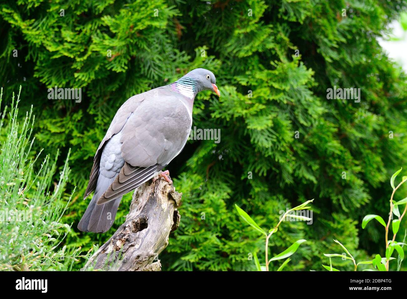 Common wood pigeon. Columba, looking for food  in a garden Stock Photo