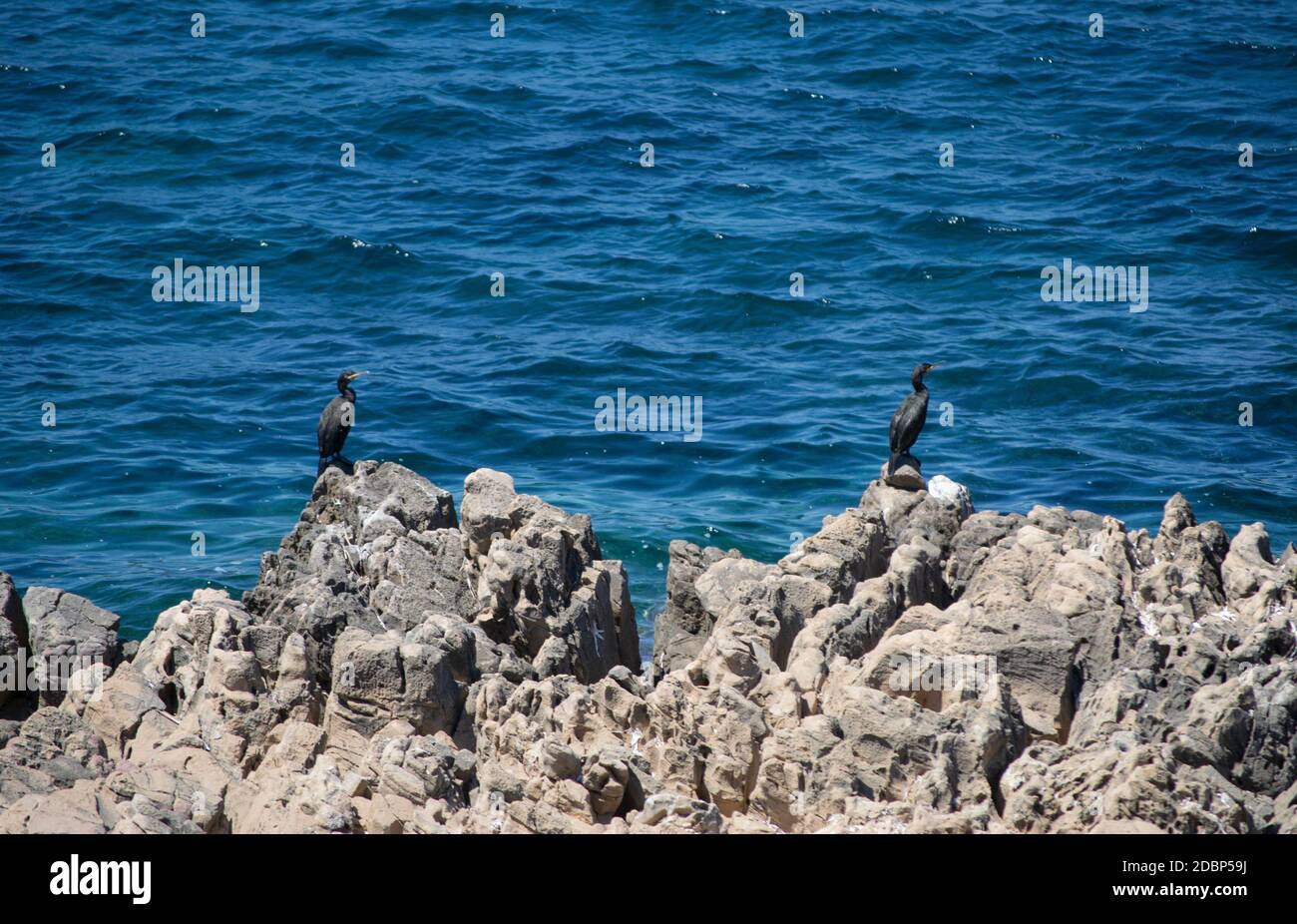 two black cormorants on the rocks along the Sardinian sea, Selective focus Stock Photo