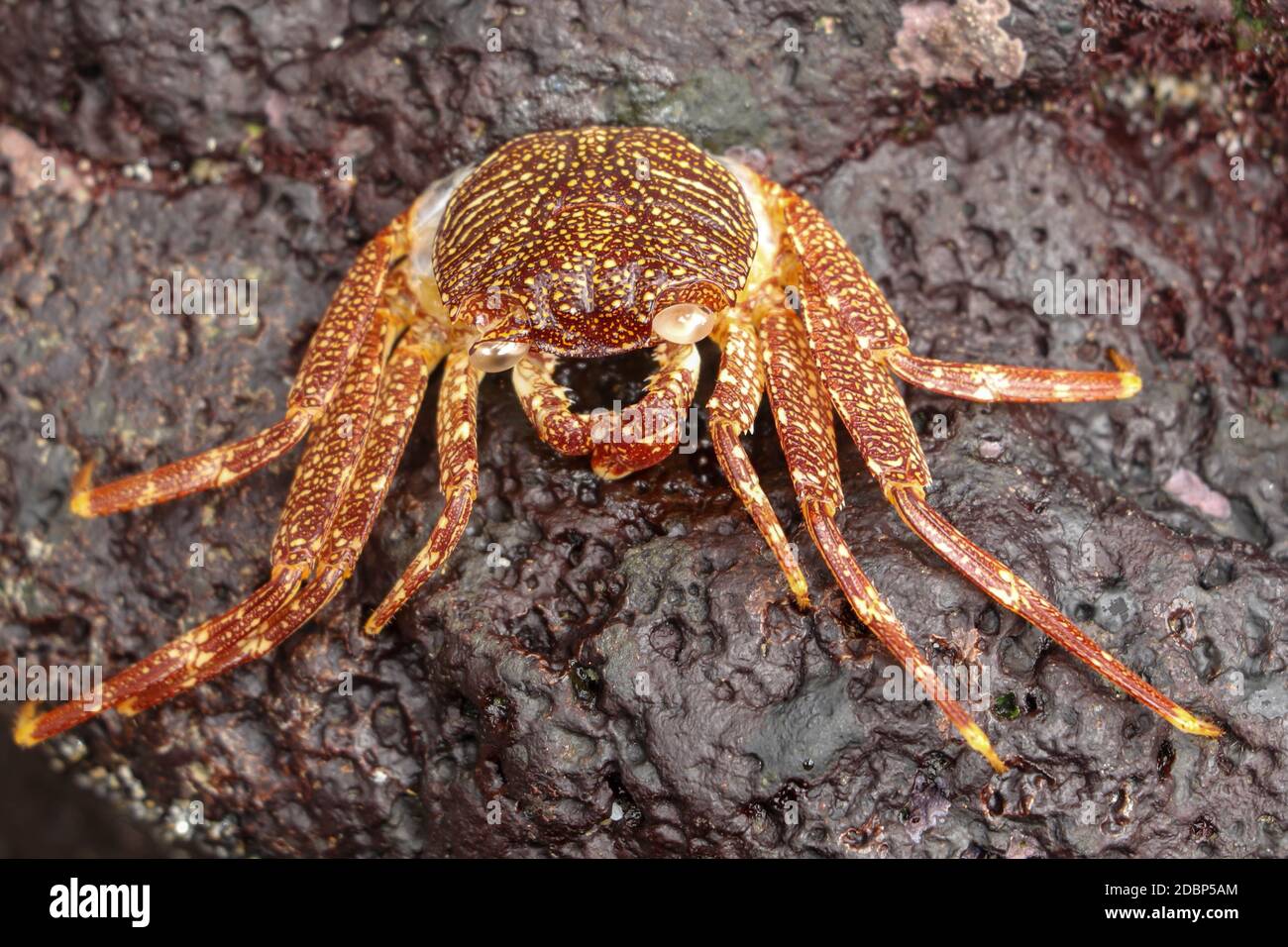 Beautiful colorful Sally Fish red Crab. Natural wildlife shot in San ...