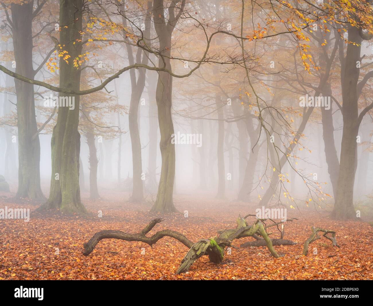 Fallen branches in woodland hi-res stock photography and images - Alamy