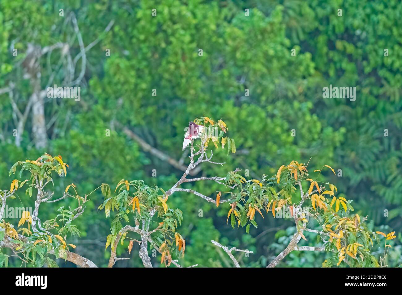 Pompadour Cotinga in an Amazon Rainforest Tree near Alta Floresta, Brazil Stock Photo