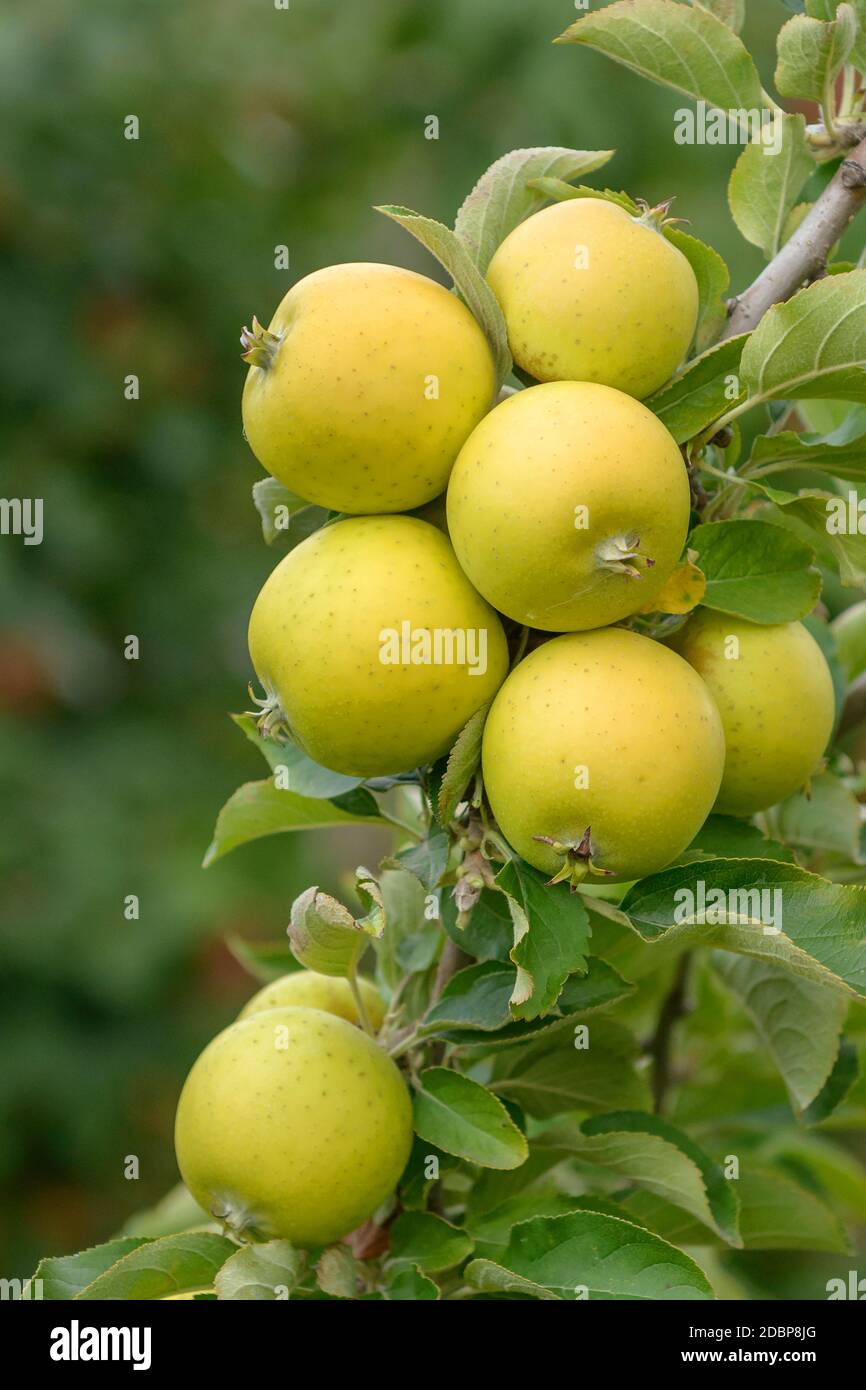Apfel (Malus domestica 'Ananas Reinette') Stock Photo