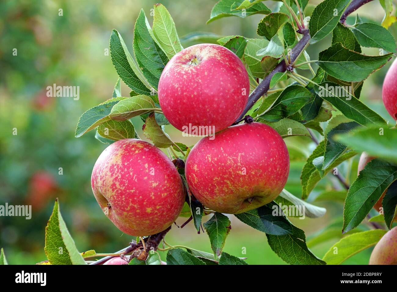 Apfel (Malus domestica 'Margol') Stock Photo