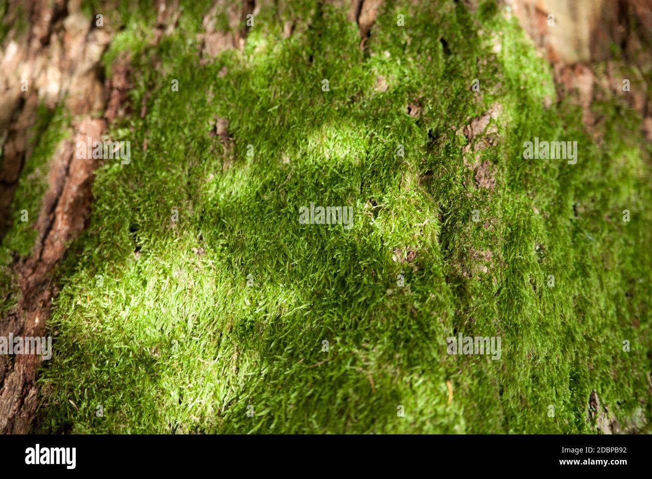 Background image as structure Stock Photo