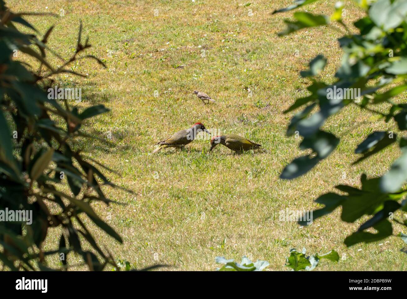 Two beautiful European Green Woodpeckers (Picus viridis) on a meadow. 90 percent of its worldwide distribution area is in Europe. Stock Photo