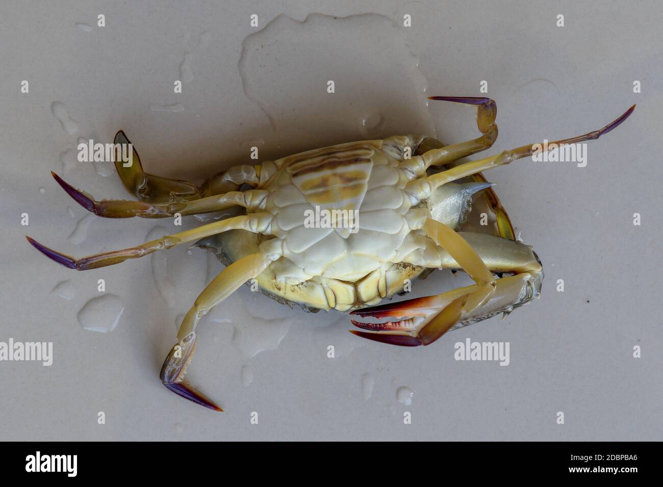 Ventral view of Blue manna crab, Sand crab. Flower crab. Portunus pelagicus isolated on a white background. Close-up photo of fresh raw Blue swimming Stock Photo