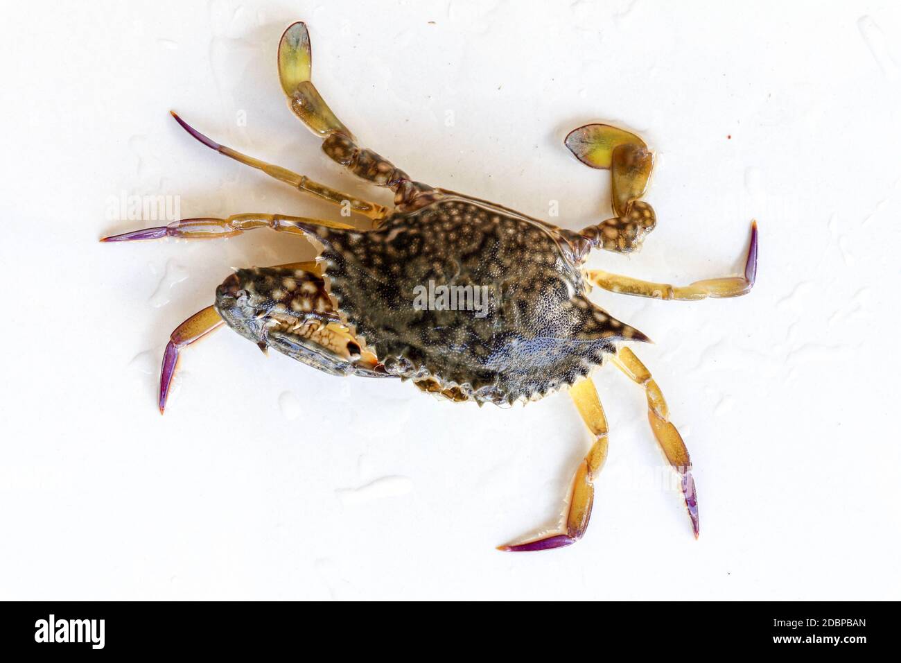 Dorsal view of Blue Manna crab, Sand crab. Flower crab. Portunus pelagicus isolated on a white background. Close-up photo of fresh raw Blue swimming s Stock Photo