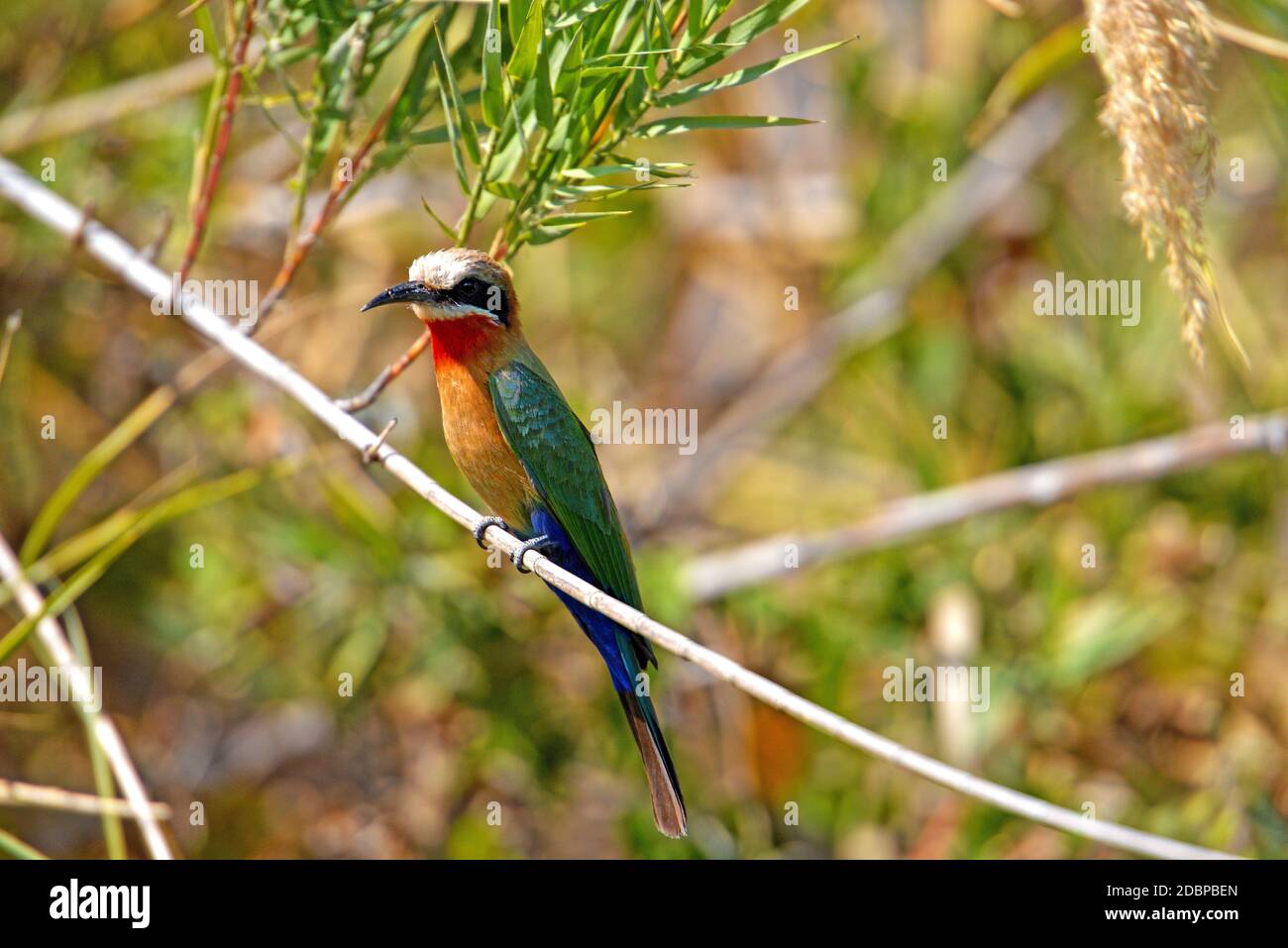 White-fronted bee-eater,  on the banks of the Okavango River in Botswana Stock Photo