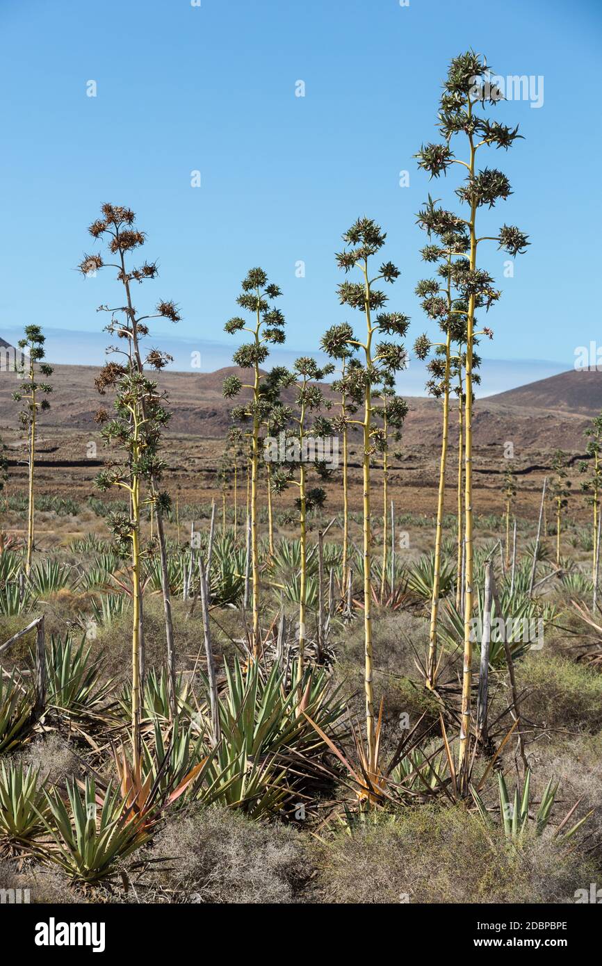 aloe vera essenz INTB008 main image 0