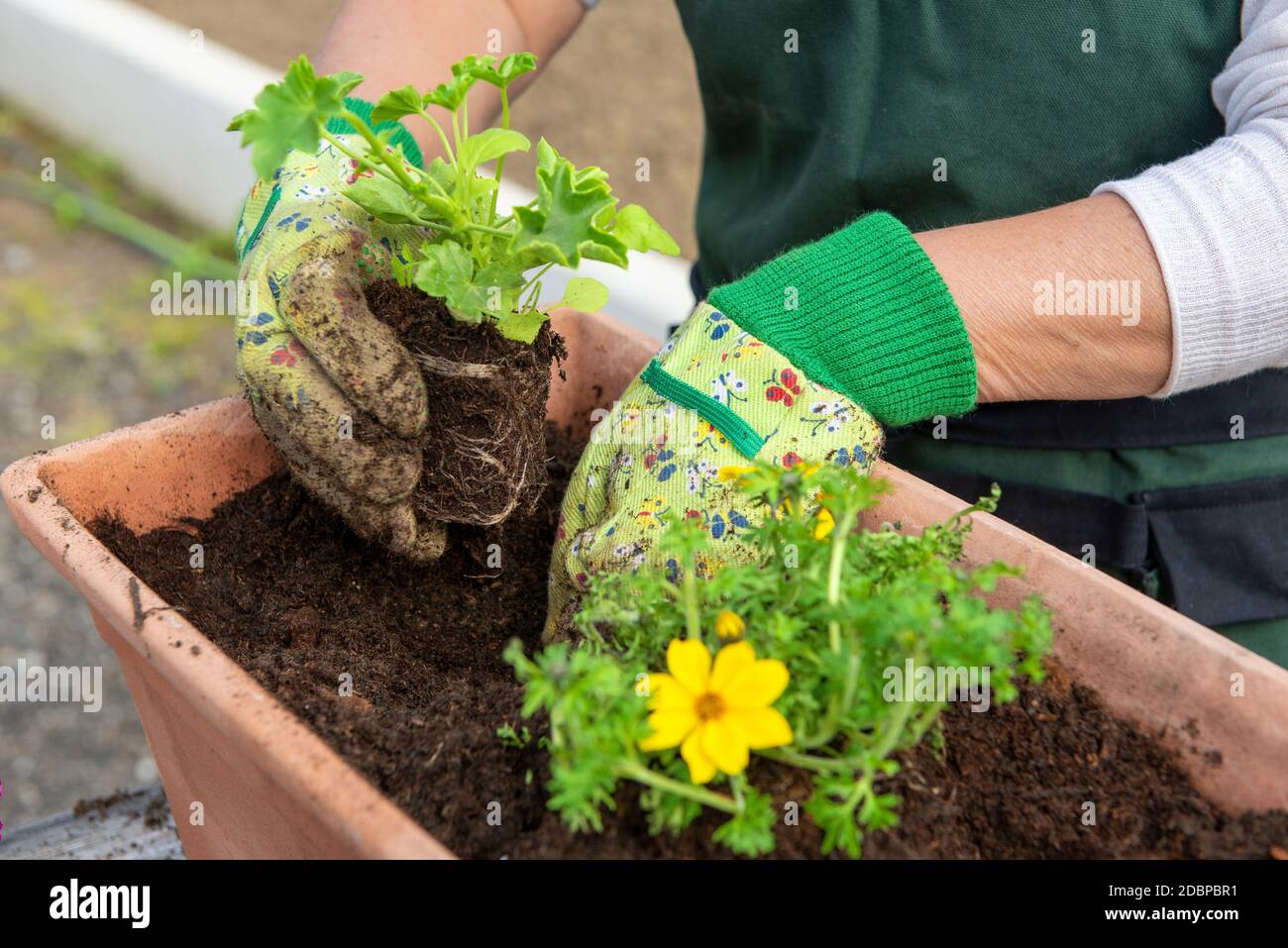 close up of hands of woman potting the flowers Stock Photo