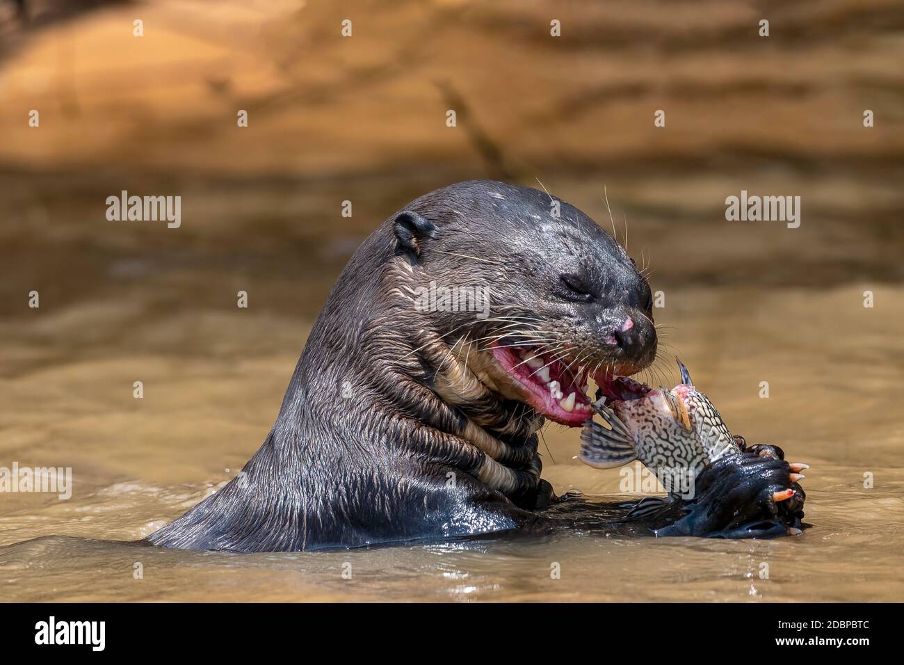 Riesenotter hi-res stock photography and images - Alamy