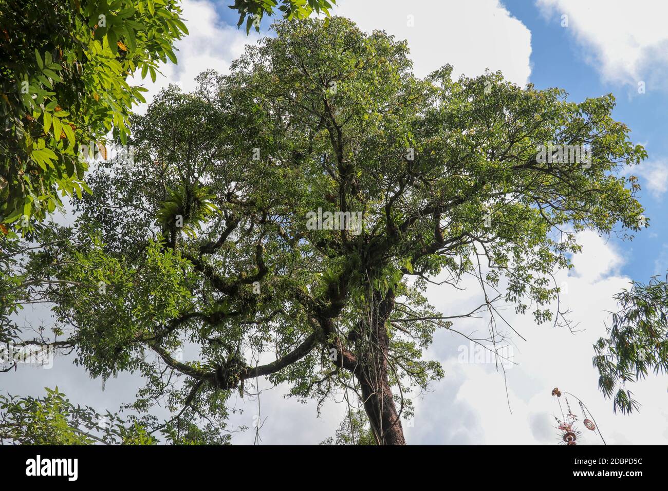 Asplenium Nidus parasites on branches in the crown of a huge tropical