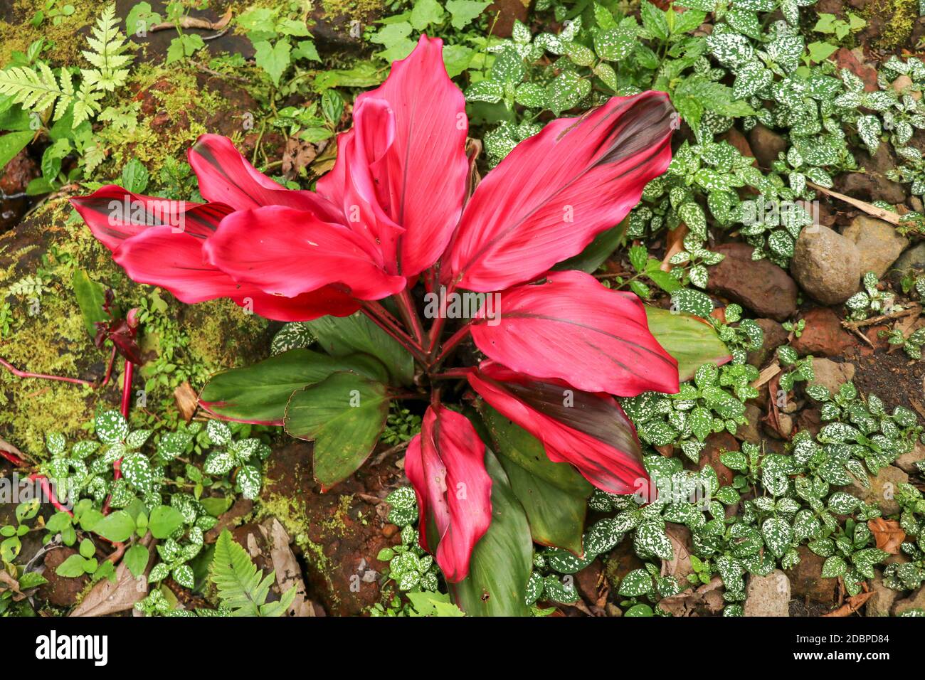 Cordyline fruticosa leaves, Cordyline terminalis or Ti plant. Red leaf pink form growing in the jungle. Rich vegetation. Red and green leaves. Best te Stock Photo