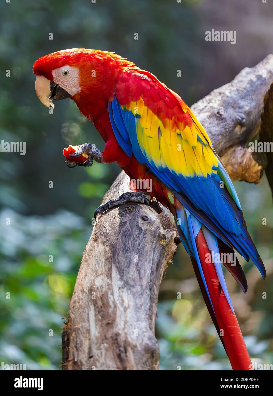 Big parrot sale