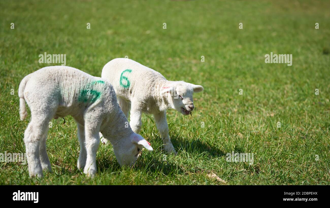 Young newborn lambs on a meadow in spring Stock Photo