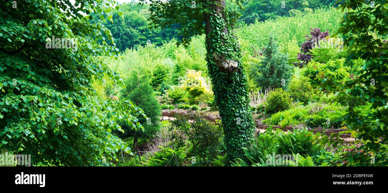 Ivy trees. Tree trunk bark cover by foliage. green vine growth on wood against green bushes land scape. Leaves climbing on tree trunk in woodland. rus Stock Photo