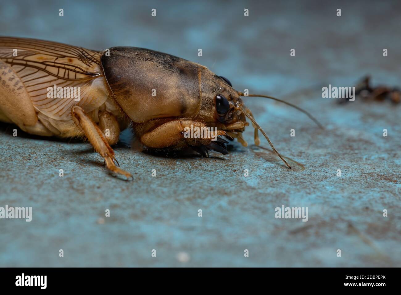 Adult Mole Cricket of the Genus Neoscapteriscus Stock Photo