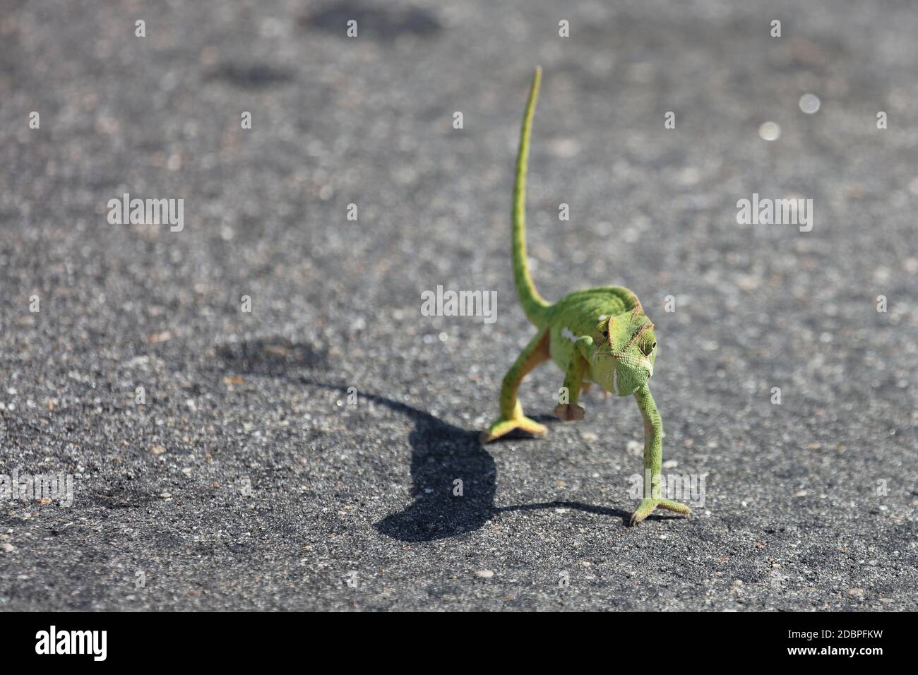 Africa Animals Wildlife Nature Stock Photo - Alamy