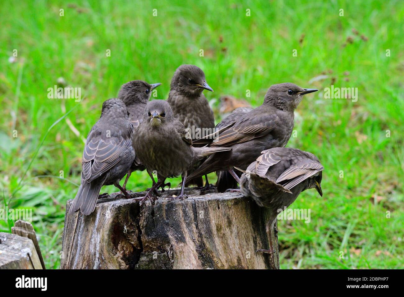 Young common starlings waiting for food Stock Photo