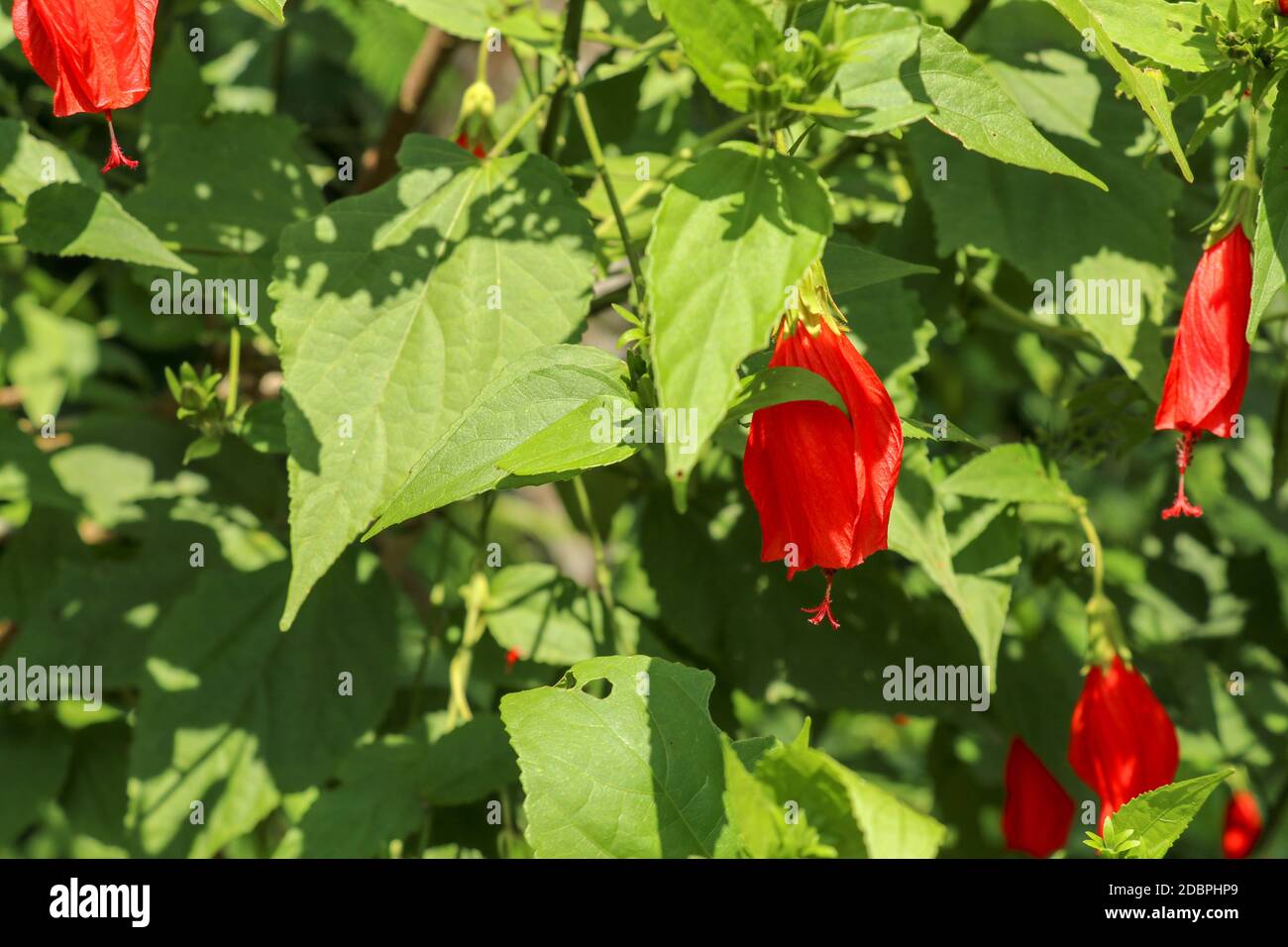 Selective focus on red malvaviscus arboreus Cav. Flower blooming in garden on sunny day. The name of this flower name is Sleeeping Hibiscus. Scientifi Stock Photo