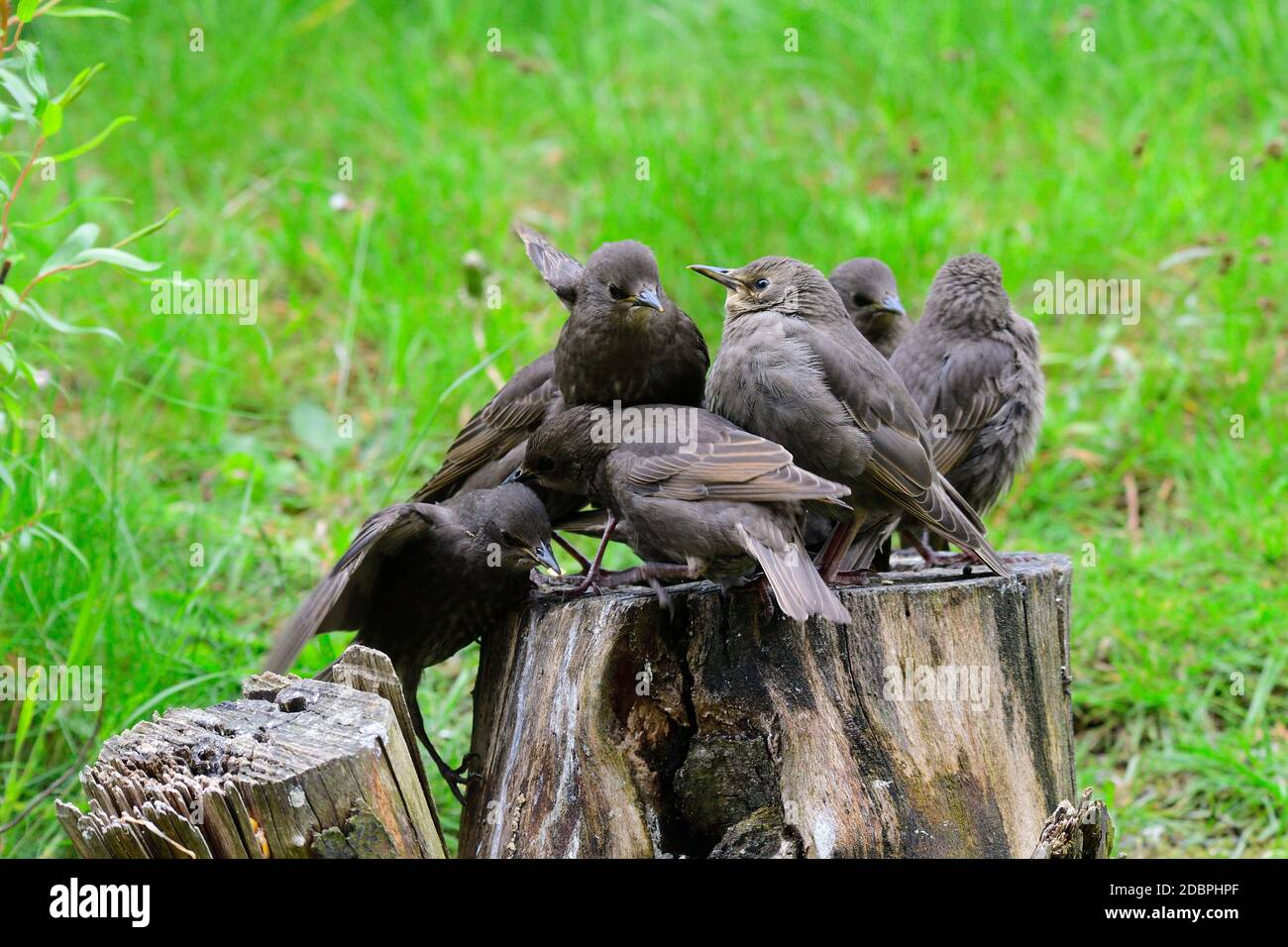 Young common starlings waiting for food Stock Photo