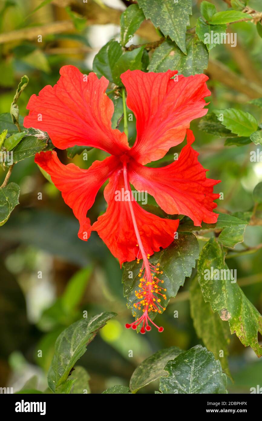 Close up Red Shoe Flower facing sideways in the garden. Hibiscus rosa