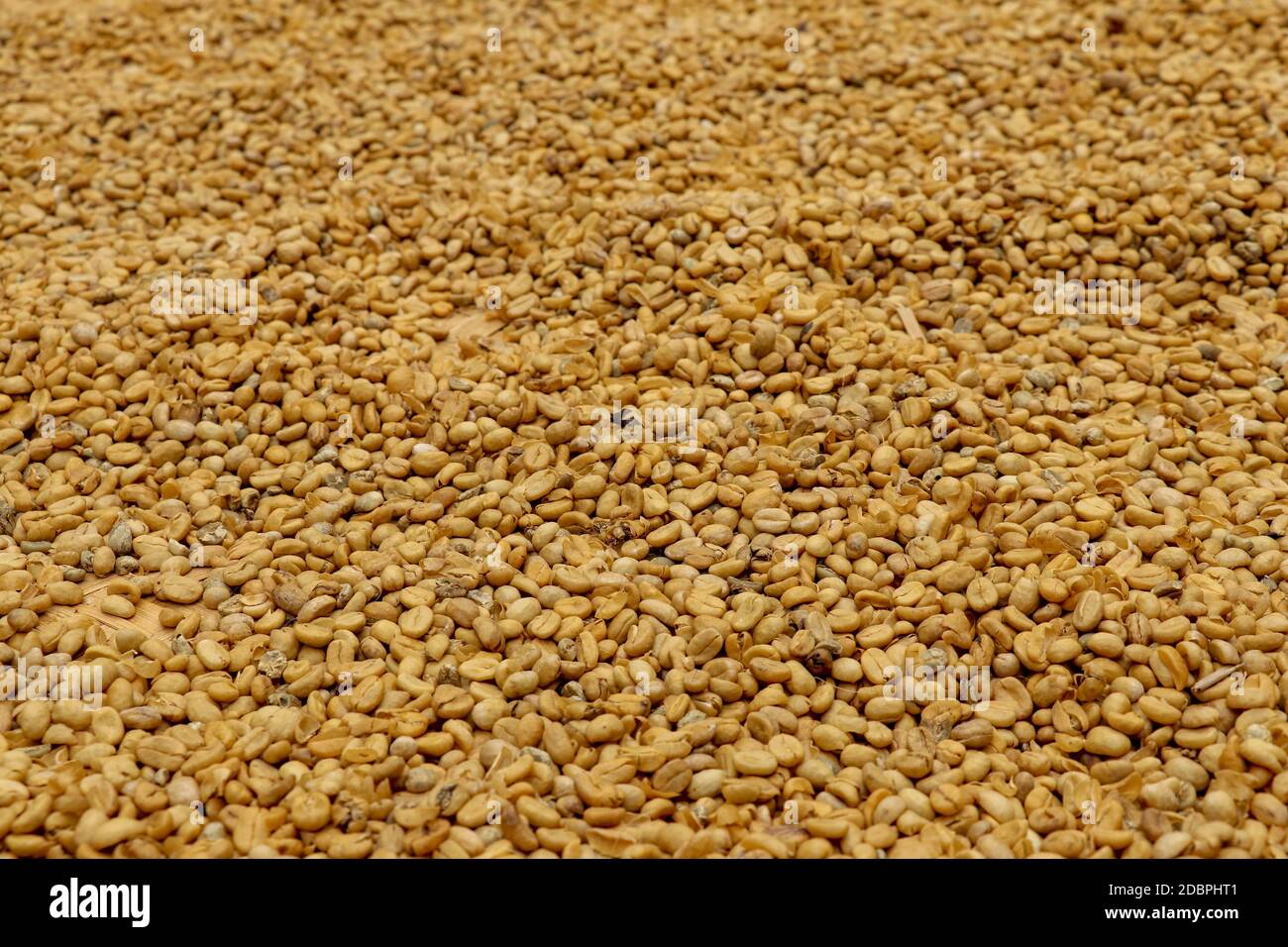 The process of making Kopi luwak beans dry by using sunlight. Natural