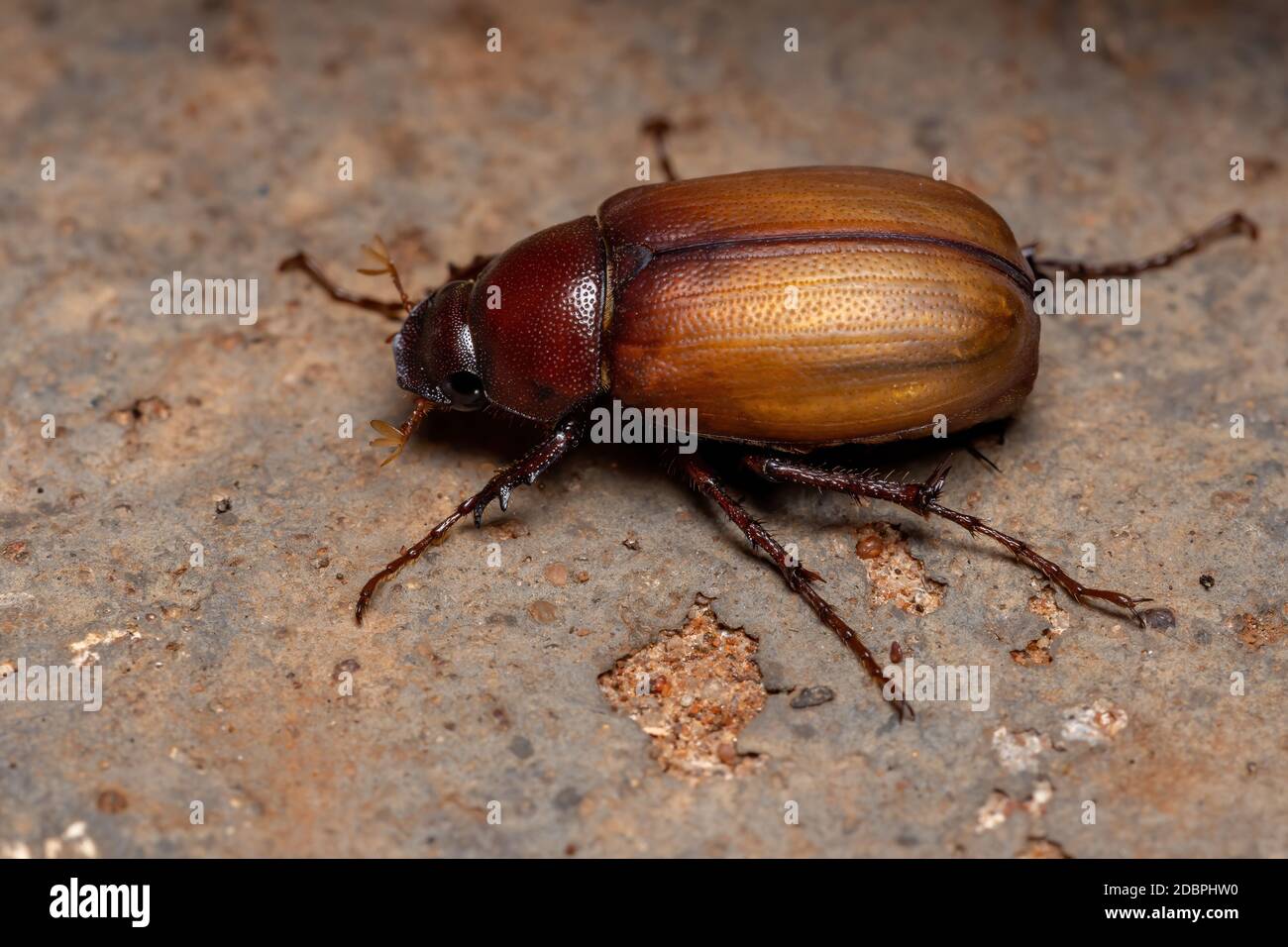 Adult June Beetle of the Subfamily Melolonthinae Stock Photo
