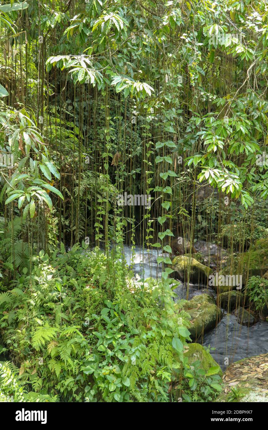 River bed in Pakerisan valley with wild water and big boulders. Long lianas hanging from tall tropical trees. Stones in riverbed near the funeral comp Stock Photo