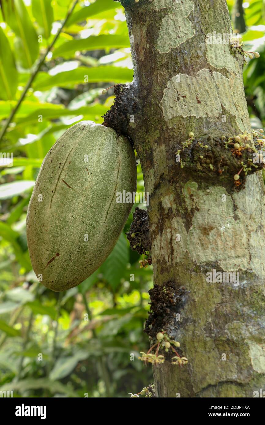 Cacao branch with young fruit and blooming. Chocolate tree Theobroma