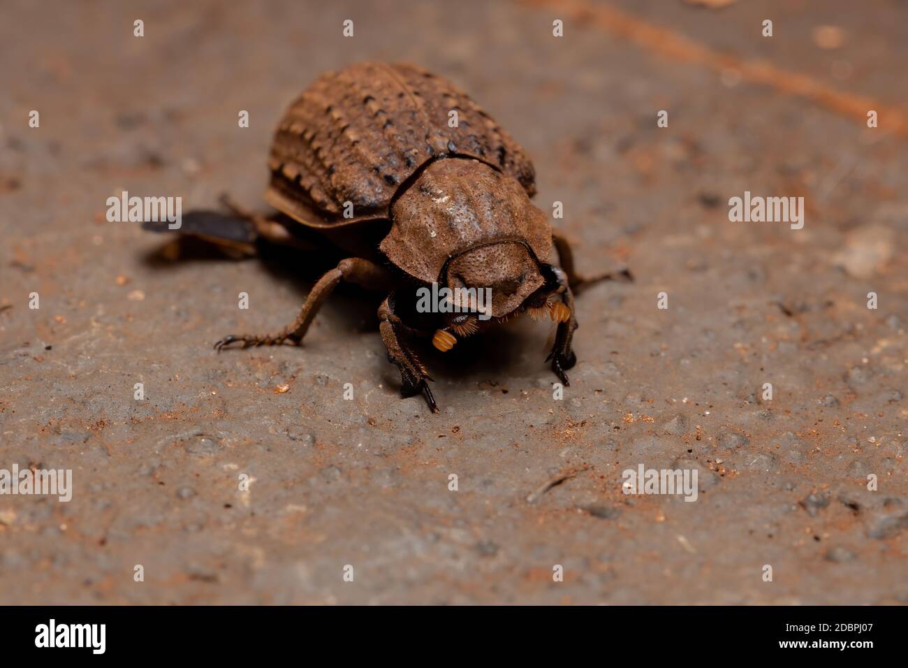 Brazilian Hide Beetle of the species Omorgus suberosus Stock Photo