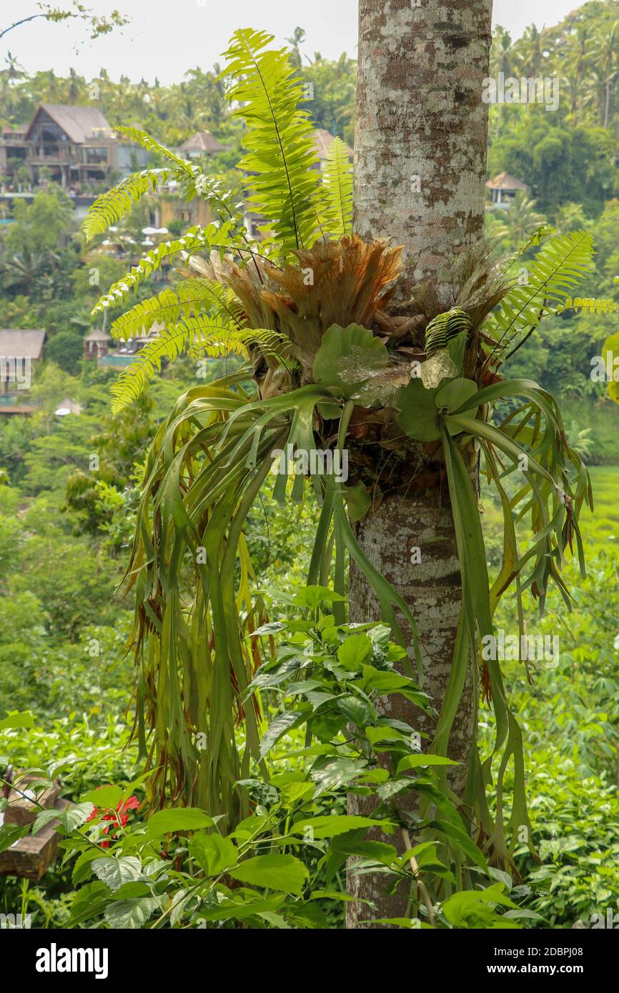 Platycerium bifurcatum (Polypodiaceae) parasitizes on a coconut tree trunk. Staghorn fern attached to a tree in tropical Bali island. A moose Horn pla Stock Photo