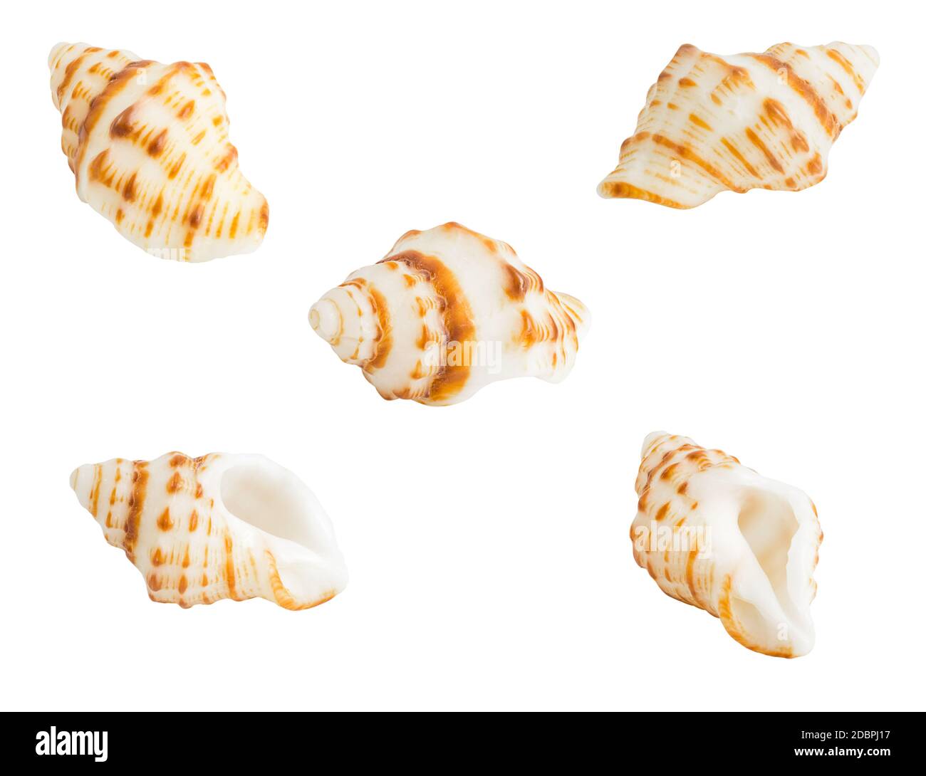 Conch shell isolated on white background Stock Photo - Alamy
