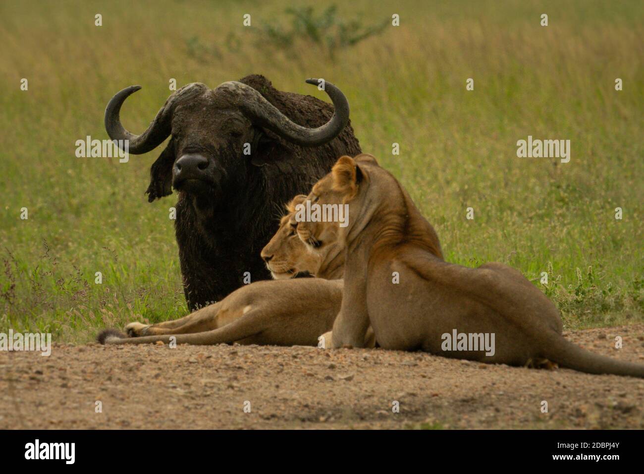 Lionesses lie on track near Cape buffalo Stock Photo