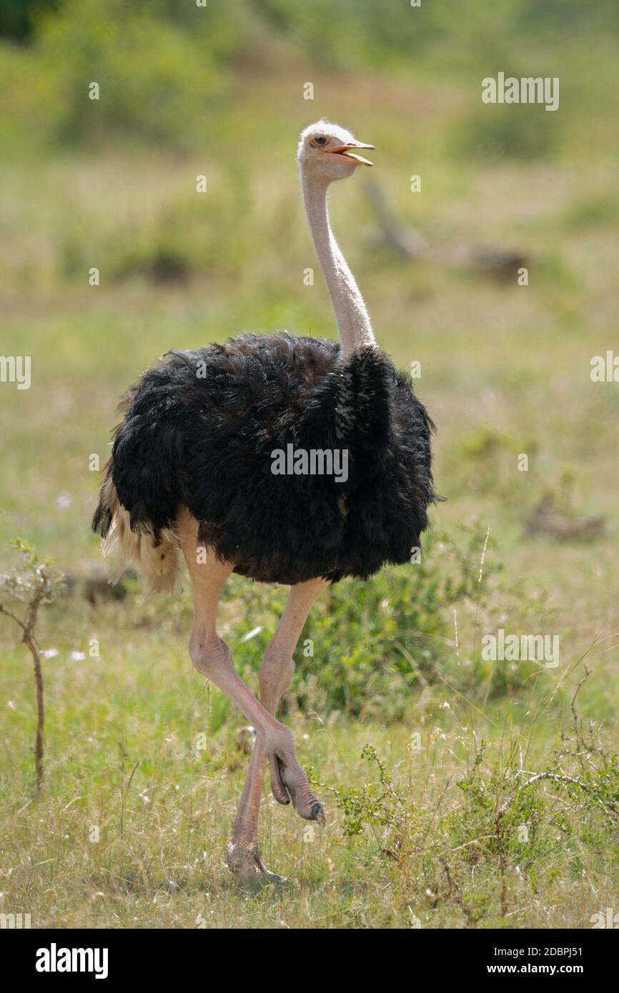Male common ostrich lifting foot while walking Stock Photo