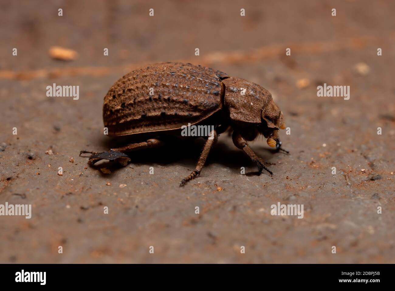 Brazilian Hide Beetle of the species Omorgus suberosus Stock Photo