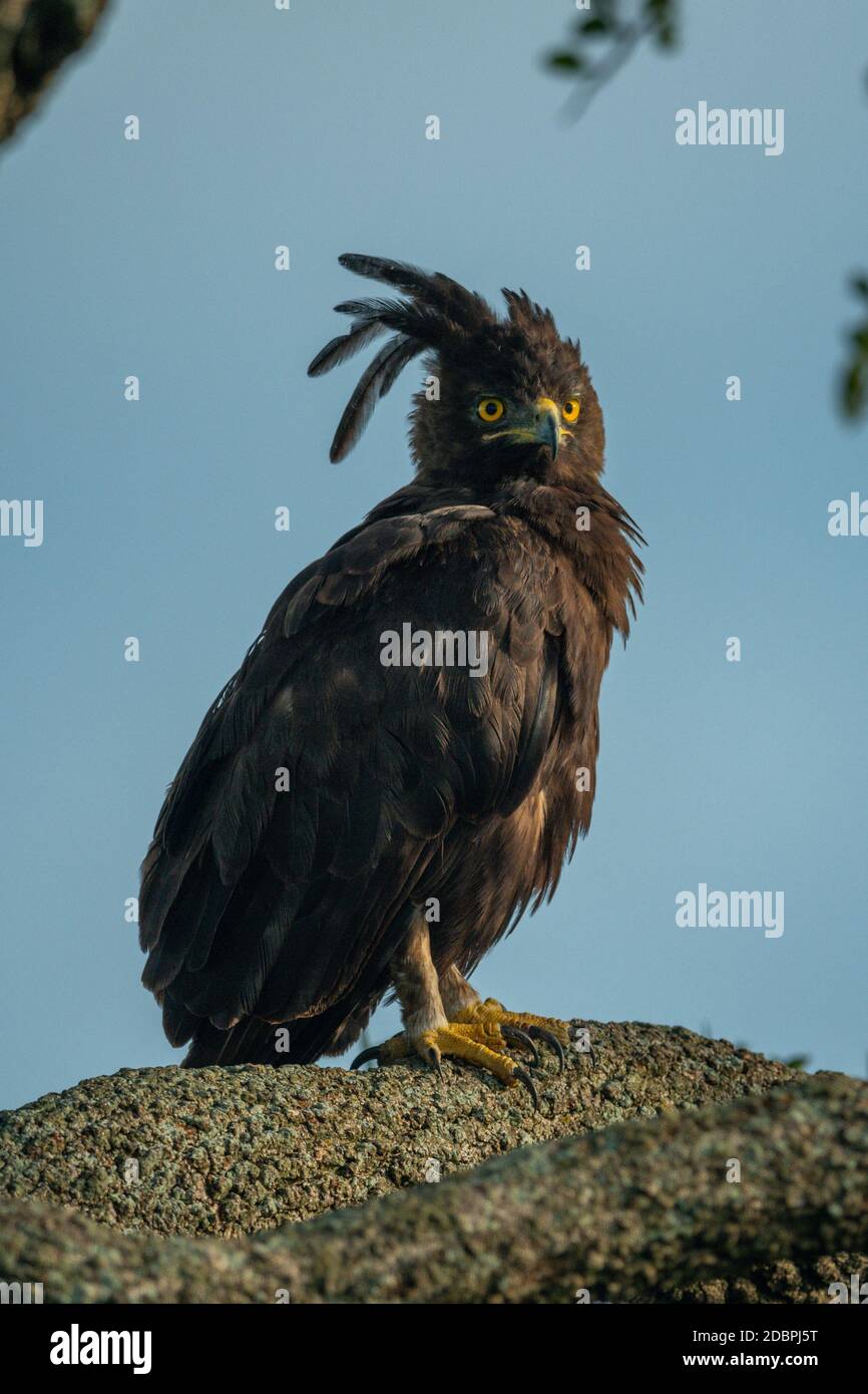 Long-crested eagle on branch against blue sky Stock Photo