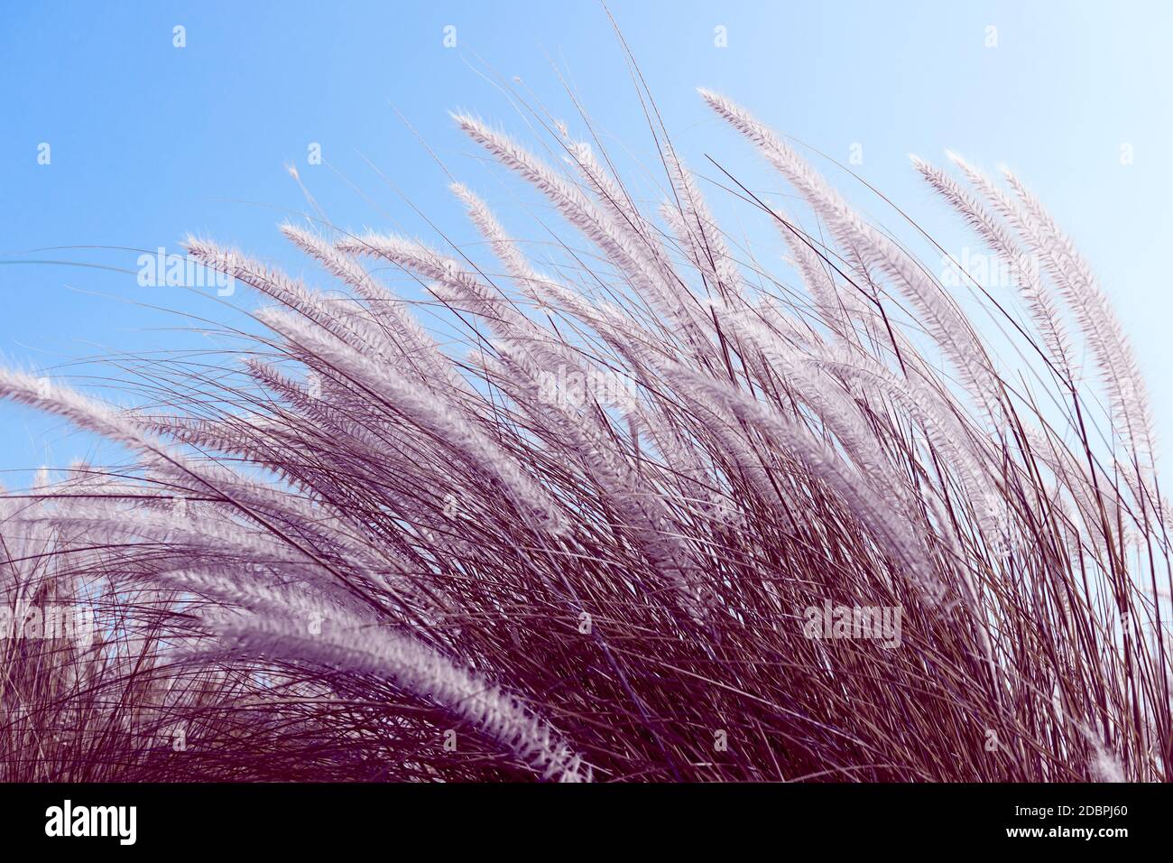 Imperata cylindrica Beauv or Fourtain grass of Feather grass in nature agent blue sky Stock Photo