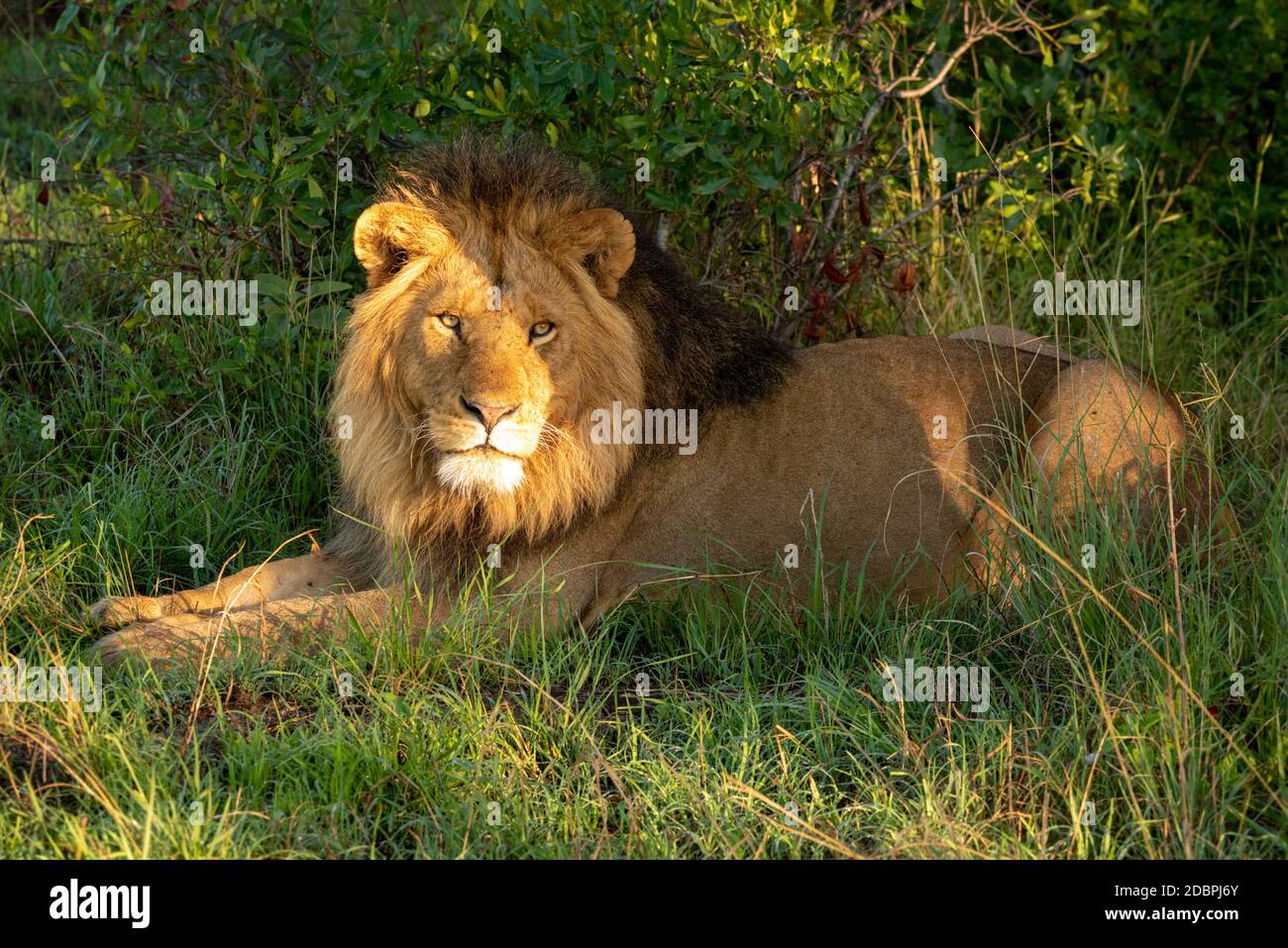 Male lion lies in golden dawn light Stock Photo