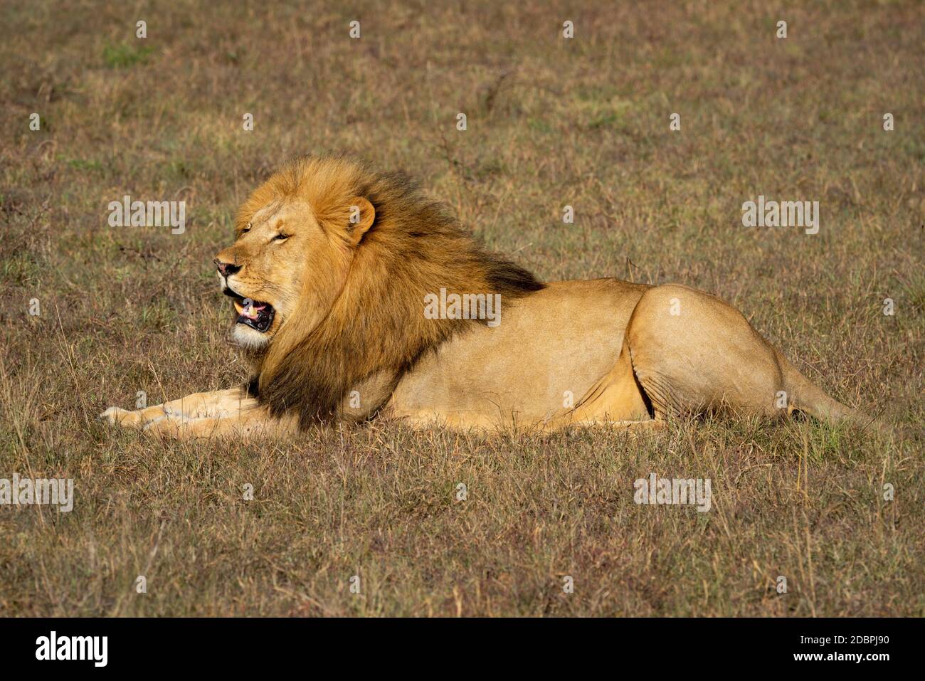 Male lion lies in sun on grass Stock Photo