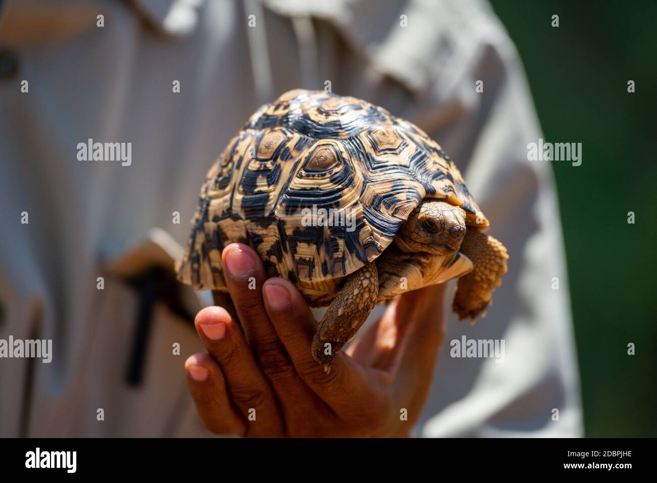 Man holds leopard tortoise up in sun Stock Photo