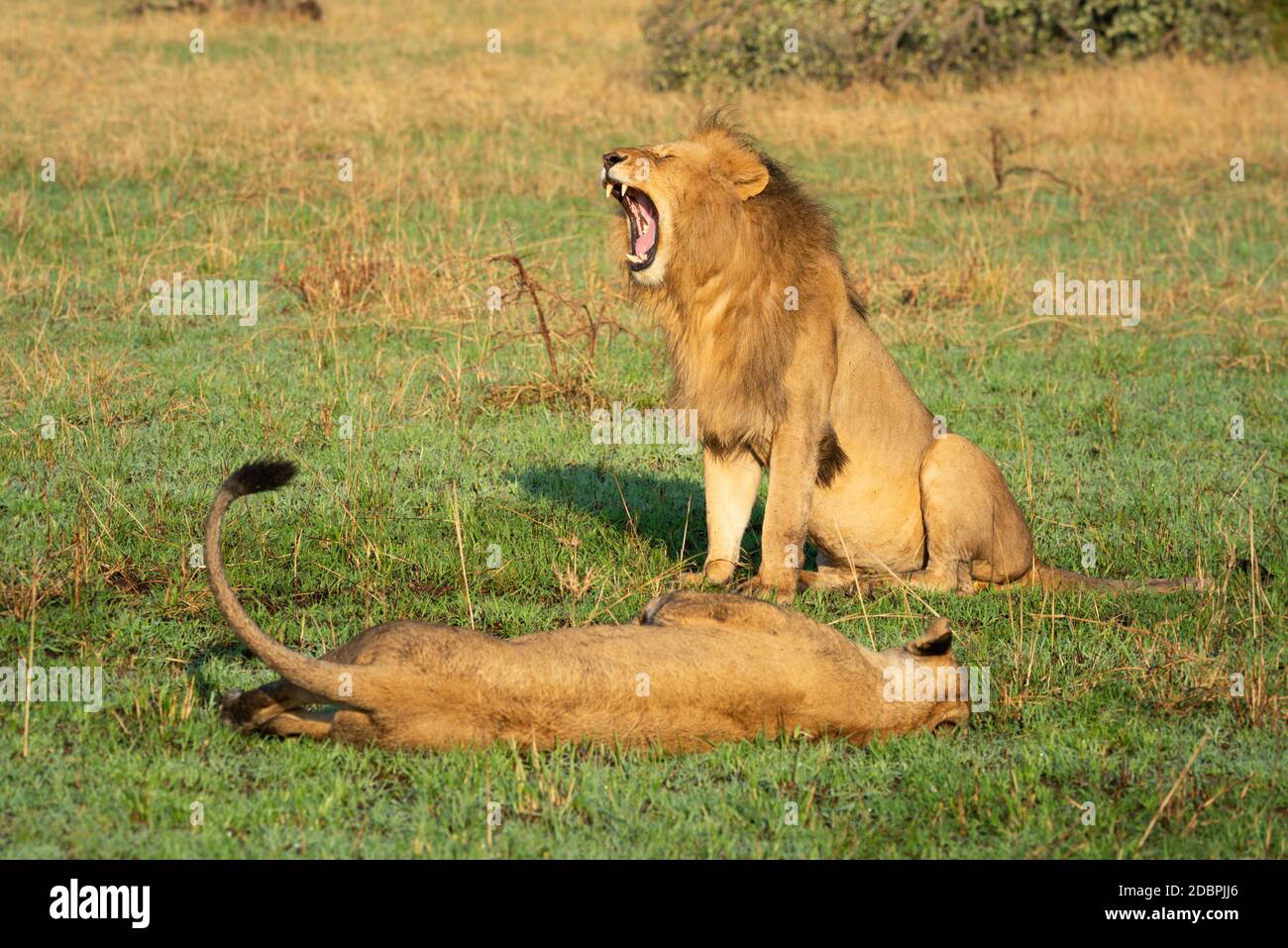 Male lion sits yawning near prone female Stock Photo